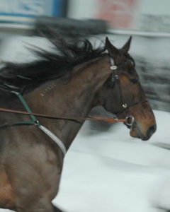 Quality Quesioned 130117-3